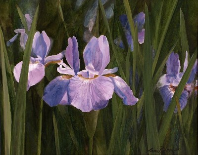 Wild Iris