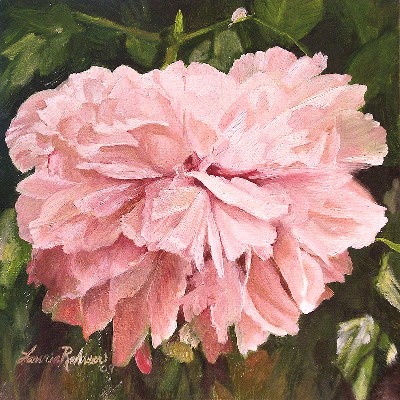 A Single Peony