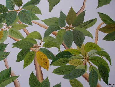 Leaves